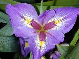 Mudbug Petunia Flower Louisiana Iris Iris Flowers