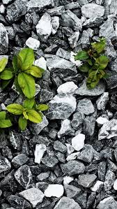 Plants Between The Stones Iphone 5s Wallpaper Download Iphone Wallpapers Ipad Wallpapers One Stop Dow Iphone 6 Wallpaper Iphone 5s Wallpaper Plant Wallpaper With live wallpapers you can enjoy great animations on your lock screen. iphone 6 wallpaper iphone 5s wallpaper