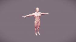 Male anatomy reference google search in 2019 drawing. Male Anatomy Reference 3d Models Stlfinder