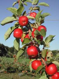 Check spelling or type a new query. Jual Biji Benih Buah Bonsai Apel Merah Isi 5 Biji Di Lapak Fighter Bukalapak