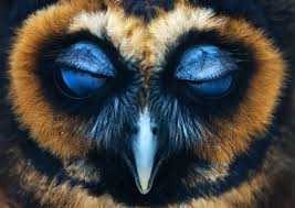 las 100 fotos de buhos mas simpaticas de todos los tiempos owl pictures owl photography owl photos