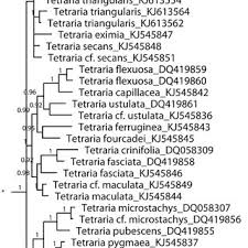 Image result for Asterochaete angustissima