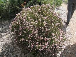 Chamelaucium Uncinatum Wax Flower Revelation 2 Jpg 1024 768 Wax Flowers White Wax Flower Dry Garden