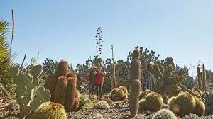 Shop the top 25 most popular 1 at the best prices! Channelling The Wild West Meet The Farmers Behind Australia S Cactus Country