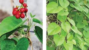 Image result for Tinospora