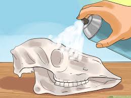 See more ideas about cow skull, deer skulls, skull decor. How To Preserve A Skull 9 Steps With Pictures Wikihow