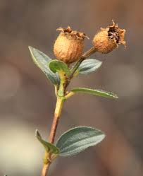 Image result for Dissotis swynnertonii