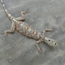 Gambar sketsa pohon cabe merupakan sekumpulan gambar yang dapat kita sajikan untuk kalian perihal dengan gambar sketsa pohon cabe. Jual Fliying Lizard Cicak Terbang Obat Asma Beli 2 Gratis 1 Kota Tangerang Selatan Abad Baru Ind Tokopedia