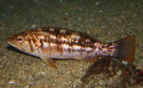 Image result for Aulacocalyx laxiflora