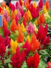 Annual Celosia Mix Plant Information Beautiful Flowers Pretty Flowers Flowers