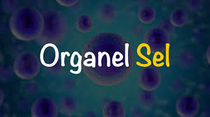We did not find results for: 11 Organel Sel Dan Fungsinya Yang Tepat Freedomsiana