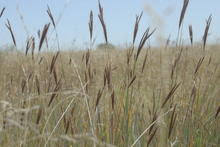 Image result for Eulalia polyneura