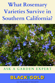 You can do light pruning and harvesting any time of year, but a rosemary plant responds best to hard pruning in winter when it isn't actively growing. Pin On Ask A Garden Expert Q A