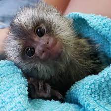 Get to us for more details. Baby Capuchin Monkeys For Sale