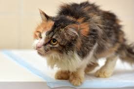 For the most part, mammary gland carcinoma is an incidental finding, meaning that during a veterinary checkup, lumps inside breast tissue are found. Recognizing And Confirming Feline Hyperthyroidism