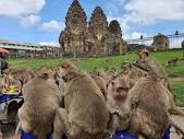 Lopburi Counts Monkey Population; Police Instructs Tourists
