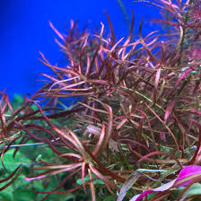 Image result for Ludwigia