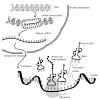 Transcription — making a complementary mrna molecule from the dna. 1