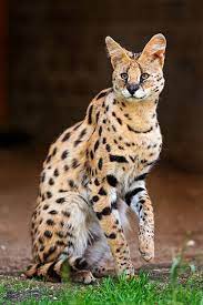 This means that their diet consists mostly of meat. Serval Serval Cats Wild Cats Cat Breeds