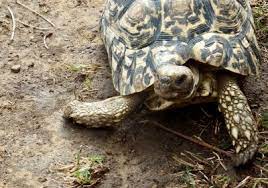 Die pantherschildkröte (stigmochelys pardalis) ist eine tropische landschildkröte mit panzerlängen bei wildlebenden tieren von über 50 cm und einem gewicht von über 30 kg. Philbey 2006 01