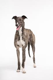Daniel bohan from greyhounds as pets with his dog, syrus. Greyhounds As Pets New Zealand Gap Boshi Wang
