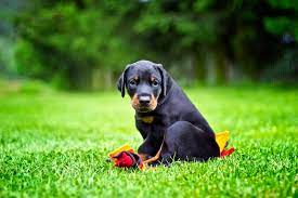 They may be more concerned about new objects or experiences, and even things that they previously might. Puppy Fear Periods Why Is My Puppy Suddenly Afraid American Kennel Club