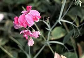 Image result for Lathyrus