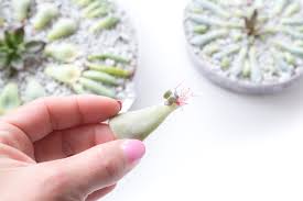 Maybe you would like to learn more about one of these? How To Propagate Succulents From Leaves Quick And Easy Method