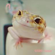 Lagartixas/largato/iguanas