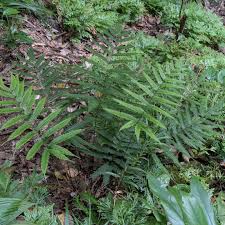 Image result for Pteris atrovirens