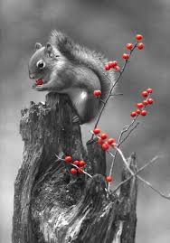 Black And White With Color Beautiful Wildlife Color Splash Color Splash Photography Color Splash Red