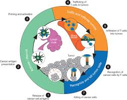 While they continuously prioritize others' safety and security, they never expect people to do the same for them. Immune Escape To Pd L1 Pd 1 Blockade Seven Steps To Success Or Failure Annals Of Oncology