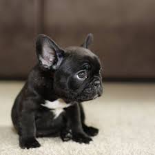 Fransiz Bulldog Kopegi Yavrusu Bulldog Puppies French Bulldog Animals