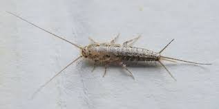 5 ways to get rid of silverfish bugs