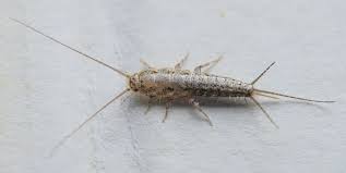 Maybe you would like to learn more about one of these? 5 Ways To Get Rid Of Silverfish Bugs How To Stop A Silverfish Infestation