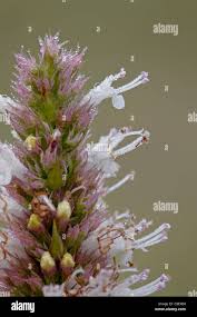 Image result for Pycnostachys coerulea