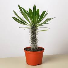 Image result for Pachypodium