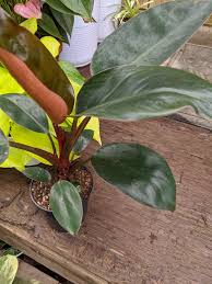 Philodendron Rojo Congo In 2020 Plants Philodendron Showy Flowers