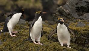 Penguin babies hatch out of an egg that the mother penguin has taken care of for a variety of time, ranging from a month to 66 days. Macaroni Penguin