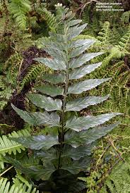Image result for Aspleniaceae