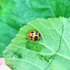 But their devious cousin, the mexican bean beetle is a pest who destroys. Mexicanbeanbeetle Instagram Posts Gramho Com