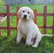Beautiful Sunday Beautiful Sunday Credit Yellowlab Nala Tag Your Friends Who Needs To See This Cutie Foll Labrador Retriever Labrador Labrador Facts