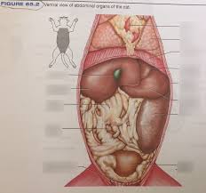 Diagram of abdominal organs easy notes on abdominal cavitylearn in just 3 minutes earths lab. Figure 65 2 Cat Abdominal Organs Diagram Quizlet