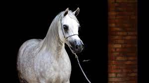 World war i nearly destroyed arabian breeding in poland. Polish Arabian Horses Youtube