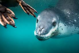 2019 National Geographic Travel Photo Contest Winners National Geographic National Geographic Travel Leopard Seal