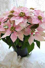 Diese Farben Laden Zum Traumen Ein Sfe Poinsettia Weihnachtsstern Poinsettie Christmas Flowers Christmas Poinsettia Pink Christmas