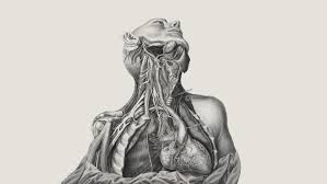 See more ideas about body anatomy, human anatomy, anatomy reference. These Old Anatomical Drawings Are Worth Dissecting The Economist