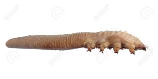 Image result for Demodex folliculorum