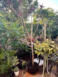 Image result for Synadenium grantii