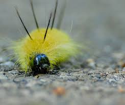 Red And The Peanut American Dagger Moth Caterpillar